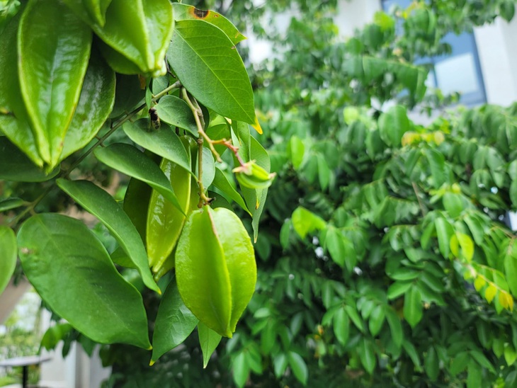 Hệ thống cây ăn quả (Edible landscape) tại Hikari