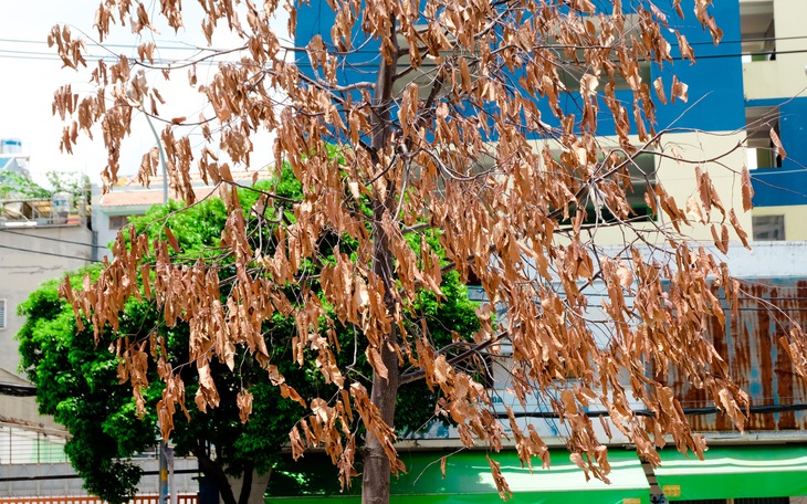 Sở Xây dựng TP.HCM: Cây xanh chết khô hàng loạt do... chịu nhiệt kém
