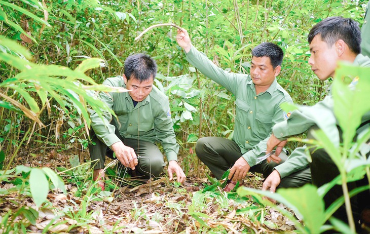 Cán bộ tổ cơ động và PCCC rừng cùng Trạm bảo vệ rừng Bar Gook phát hiện, tháo gỡ bẫy thú người dân đặt trong vườn quốc gia - Ảnh: TẤN LỰC