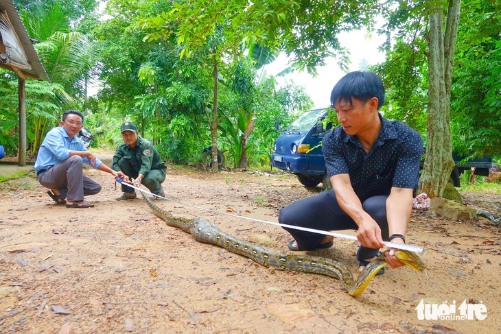 Lực lượng Vườn quốc gia Phú Quốc tiếp nhận và đo con trăn gấm dài gần 4m, nặng khoảng 12kg - Ảnh: CHÍ CÔNG