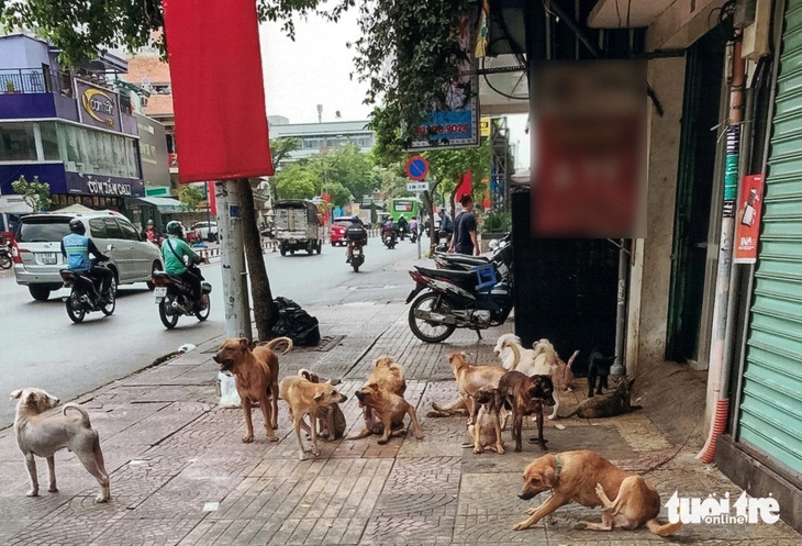 Căn nhà có chiều ngang chỉ khoảng 2,6m, dài 10m nhưng nuôi đến cả trăm con chó - Ảnh: CHÂU TUẤN