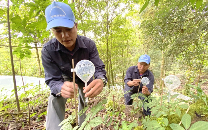 Pháp lý cho cây sâm: lên luật hay ở nghị định?