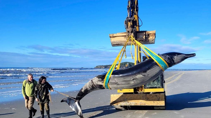 Con cá voi răng thuổng quý hiếm trong ảnh chụp vào ngày 5-7 sau khi dạt vào bờ biển gần Otago, New Zealand - Ảnh: Cơ quan Bảo tồn New Zealand