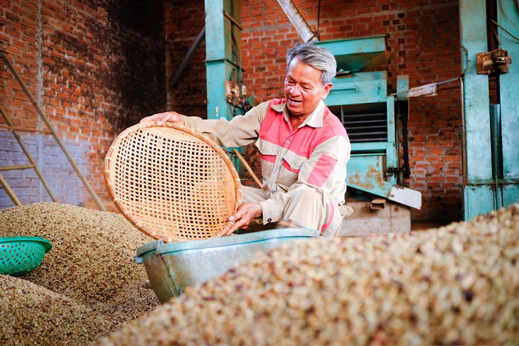 Nông dân xã Nam Yang, huyện Đak Đoa (Gia Lai) xay xát cà phê nhân để bán tranh thủ thời điểm giá cao - Ảnh: TẤN LỰC