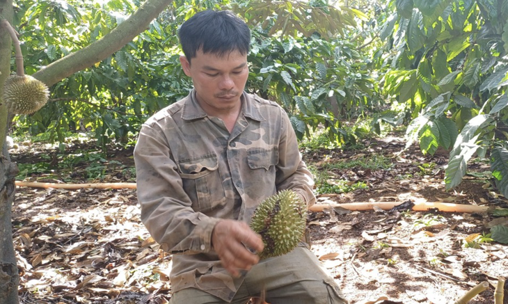 Có hơn 1.600 trái sầu riêng của anh Lương Văn Đức (42 tuổi, ngụ thôn 8, xã Ea Hu, huyện Cư Kuin, Đắk Lắk) bị kẻ gian cắt rụng - Ảnh: TÂM AN