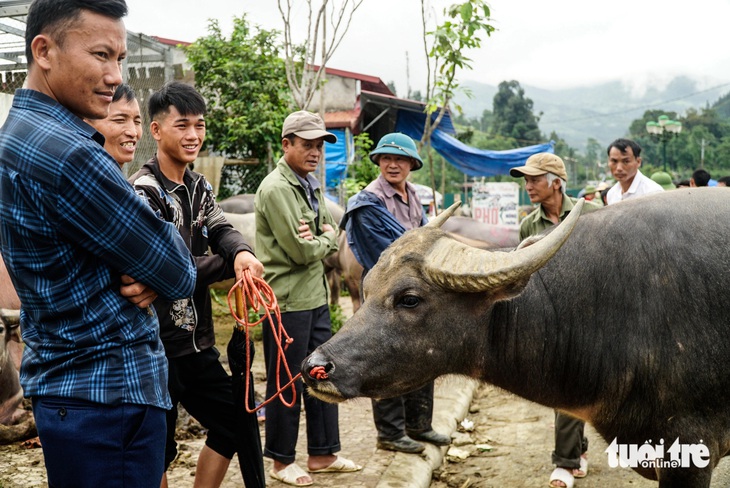 Cận cảnh chợ trâu Bắc Hà: 'Sàn giao dịch trâu bò’ lớn nhất Tây Bắc- Ảnh 7.