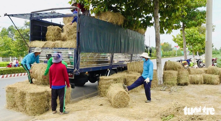 Người dân có thêm thu nhập từ việc gom rơm cuộn bán cho thương lái - Ảnh: ĐẶNG TUYẾT