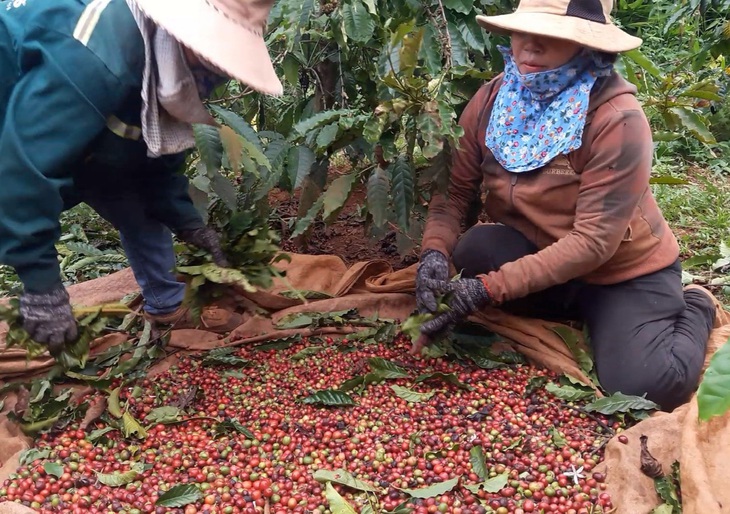 Giá cà phê tăng mạnh và neo ở mức cao khiến cây giống cà phê cũng tăng giá theo - Ảnh: N.TRÍ