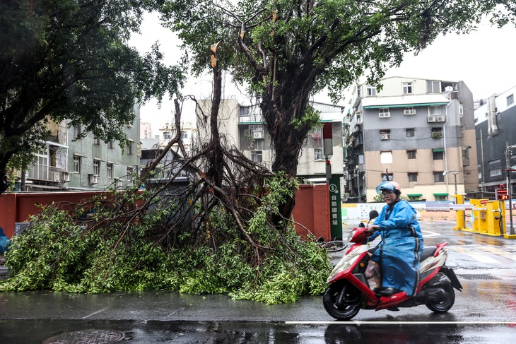 Cây cối gãy nhánh do bão tại Đài Loan ngày 25-7 - Ảnh: AFP