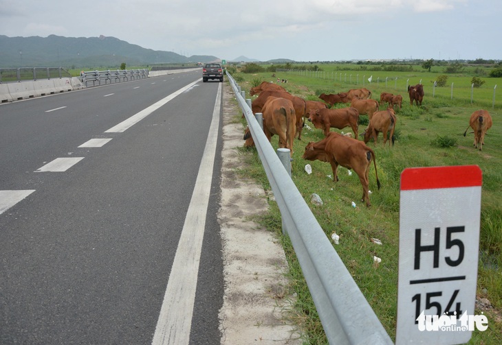 Một đàn bò đang ăn cỏ sát mép cao tốc Vĩnh Hảo - Phan Thiết lúc chiều 26-7, đoạn km154+500 - Ảnh: ĐỨC TRONG