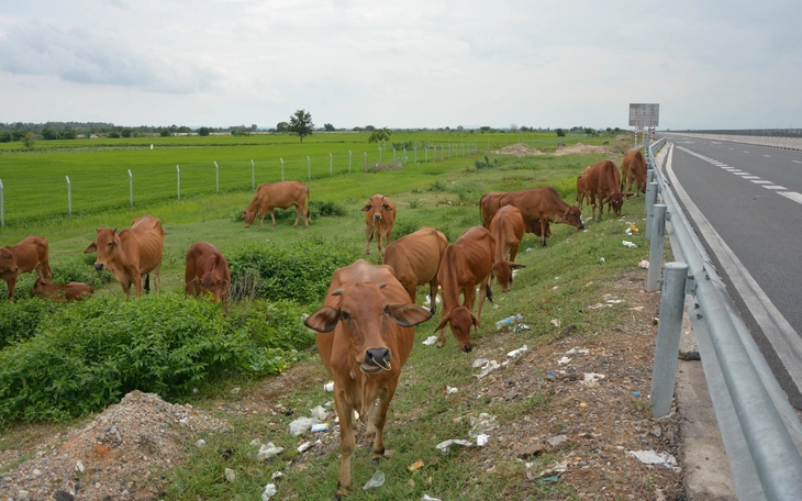 Nhức nhối nạn mở hàng rào, chăn thả gia súc trong hành lang cao tốc Vĩnh Hảo - Phan Thiết - Ảnh 2.