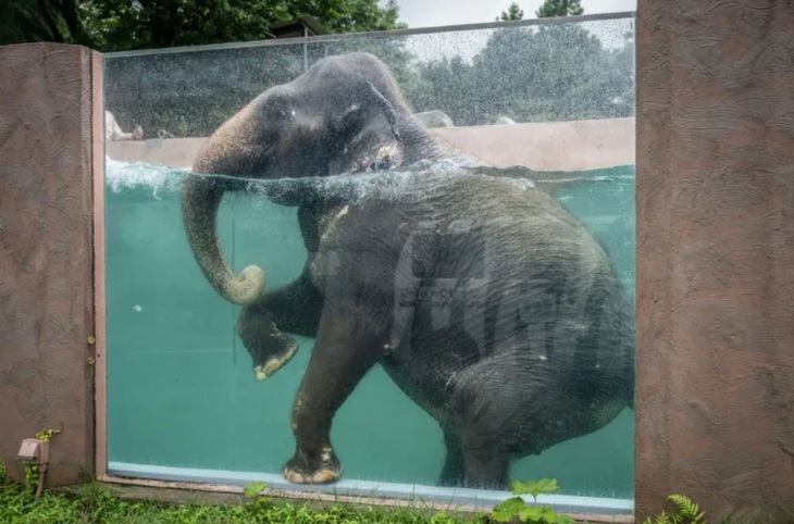 Một chú voi châu Á bơi trong bể bơi tại công viên Fuji Safari ở thành phố Susono, Nhật Bản - Ảnh: AFP