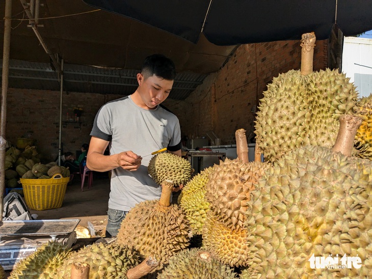 Sầu riêng sượng múi vì mưa kéo dài, giá rớt còn 20.000 - 30.000 đồng/kg- Ảnh 1.