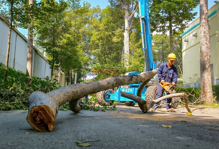 Tổng kiểm tra, cắt tỉa cây xanh lâu năm tại công viên Tao Đàn- Ảnh 9.