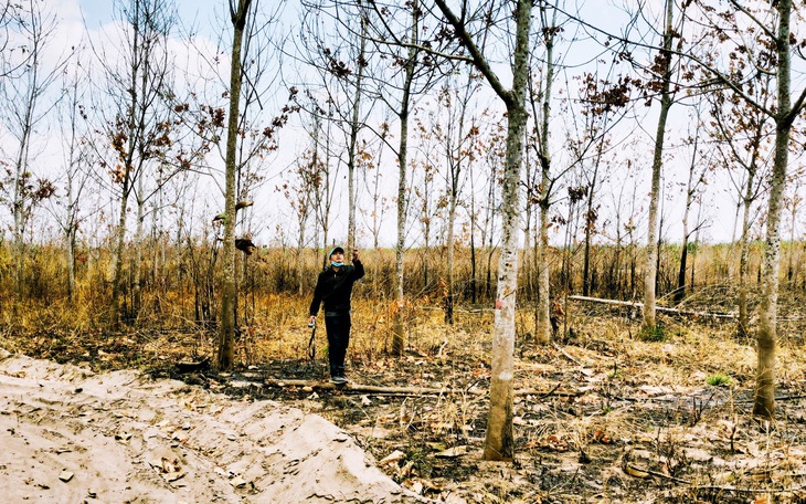 Thu hồi dự án trồng cao su 900ha trên đất rừng của Đức Long Gia Lai - Ảnh 3.