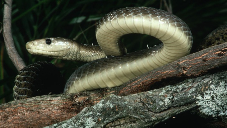 Rắn mamba đen là loài rắn độc dài nhất ở châu Phi - Ảnh: Getty