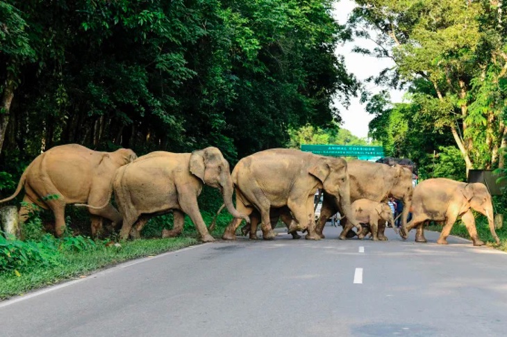 Một đàn voi băng qua đường tại bang Assam, Ấn Độ năm 2019 - Ảnh: AFP