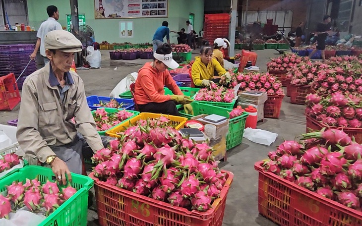 Nghề nuôi biển nhiều nơi thiệt hại hơn 90% vì bão số Yagi - Ảnh 4.