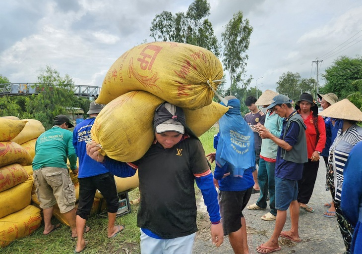 Phải mua trực tiếp từ nông dân: Doanh nghiệp gạo gặp khó - Ảnh 1.