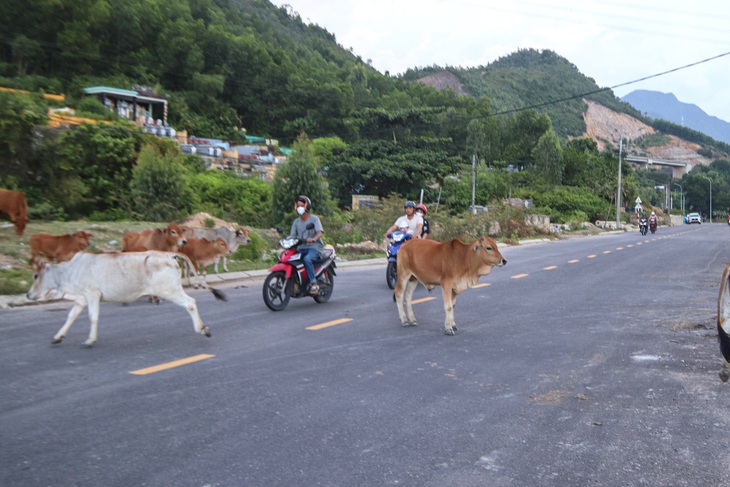 Nguy hiểm bò thả rông trên nhiều tuyến đường ở Đà Nẵng - Ảnh 6.