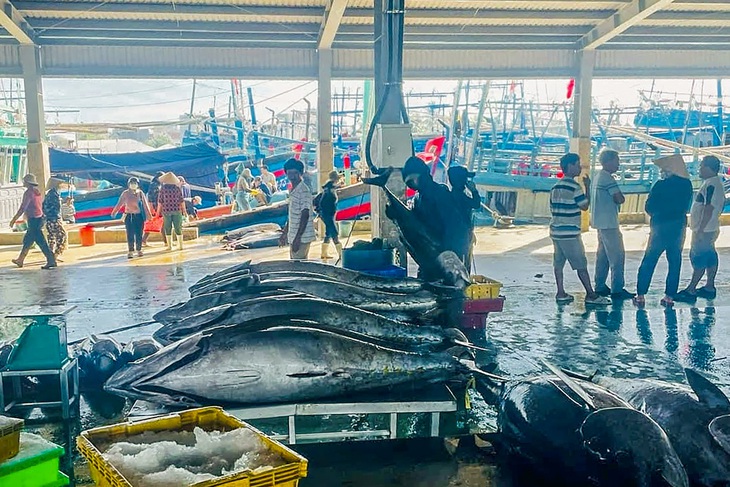 Ngư dân nói 'vướng' kích thước tối thiểu khi đánh bắt cá ngừ, Bộ Nông nghiệp nói gì? - Ảnh 2.