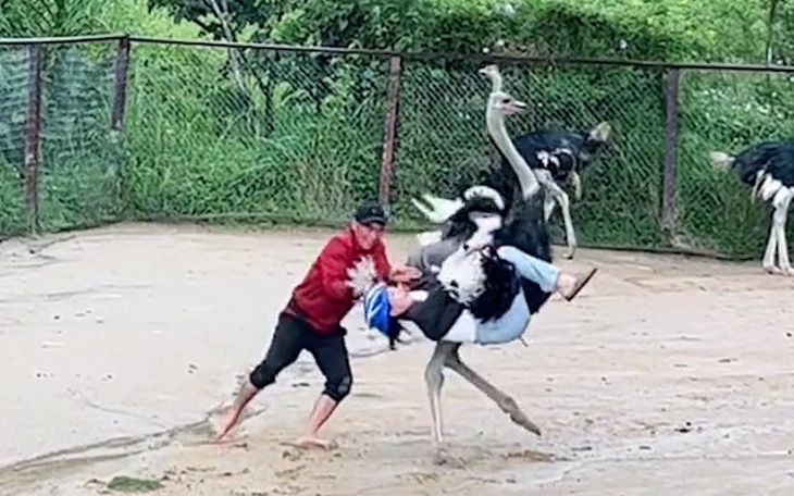 Đà điểu sổng chuồng, chạy trên đường cao tốc Thái Lan - Ảnh 2.