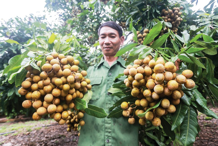 Giải mã hiện tượng Sơn La thành vựa trái cây Tây Bắc - Ảnh 1.