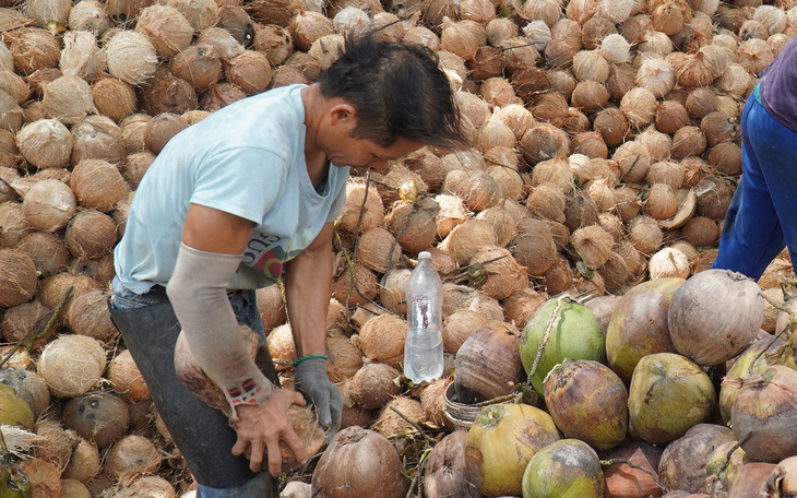 Nông dân phấn khởi vì dừa khô tăng giá gấp đôi dịp Tết - Ảnh 4.