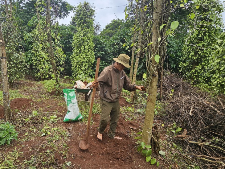 Nhiều nhà vườn bắt đầu trồng mới hồ tiêu, nhưng nguồn cung mặt hàng này vẫn còn thấp - Ảnh: N.TRÍ