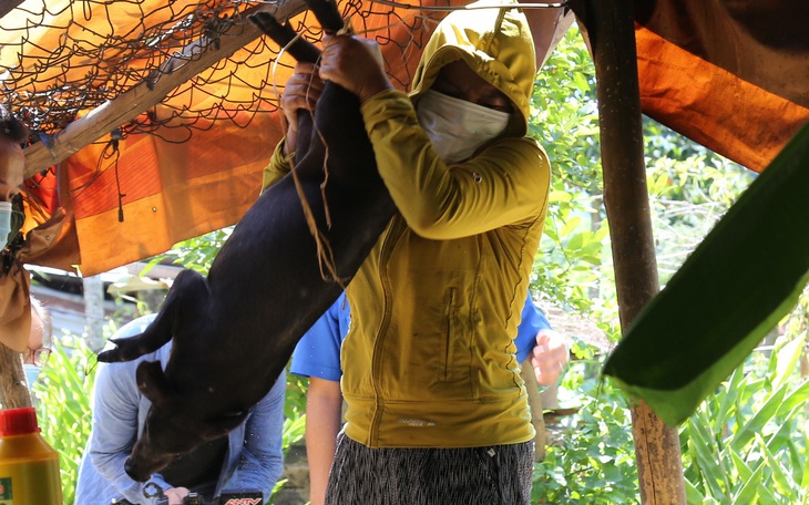 Ninh Thuận công bố dịch tả lợn Châu Phi - Ảnh 1.