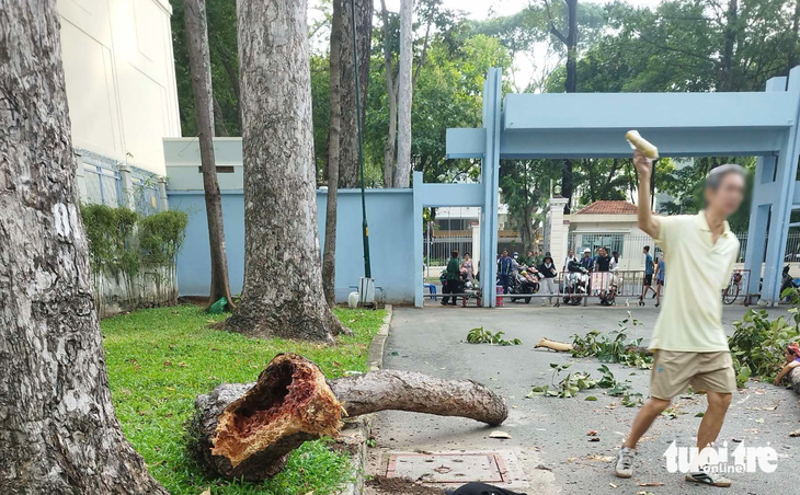 Gãy nhánh cây ở công viên Tao Đàn, 2 người chết, 3 người bị thương- Ảnh 2.