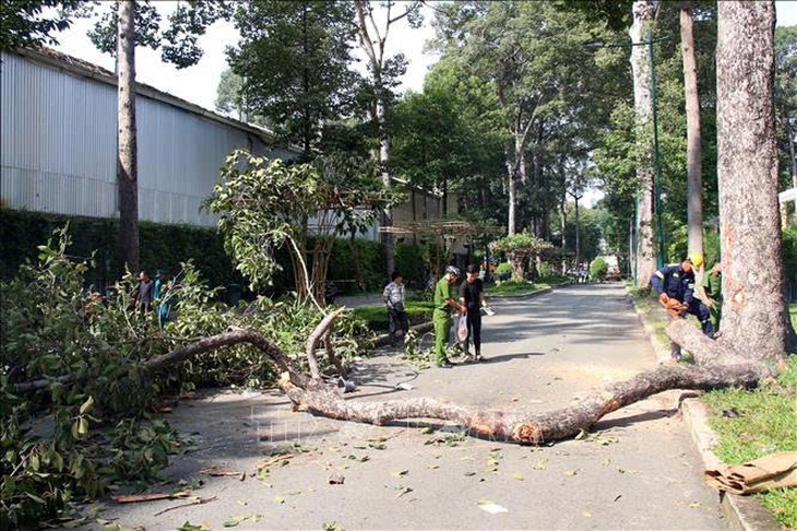 Nhánh cây bị gãy dài khoảng 10m - Ảnh: TTXVN