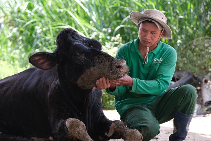 Nông dân nuôi bò sữa tỉnh Lâm Đồng vẫn chưa nhận được bồi thường - Ảnh 3.