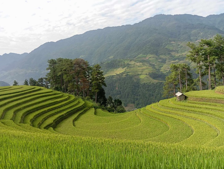 Hoàng Su Phì, Mù Cang Chải sẵn sàng đón du khách săn mùa vàng - Ảnh 1.