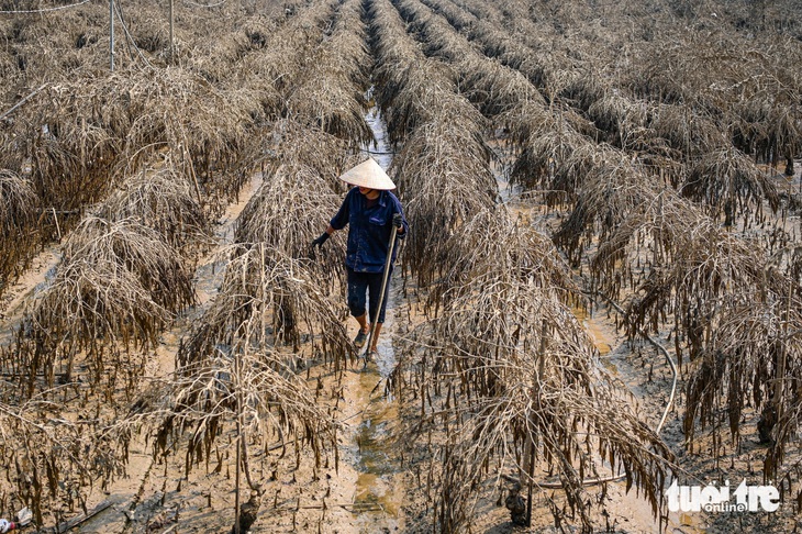 Hàng chục nghìn gốc đào ở làng Nhật Tân, Phú Thượng bị 'xóa sổ' do lũ sông Hồng - Ảnh 2.