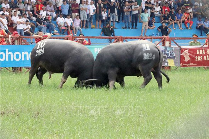 Sau bão số 3, Đồ Sơn vẫn chọi trâu  - Ảnh 2.