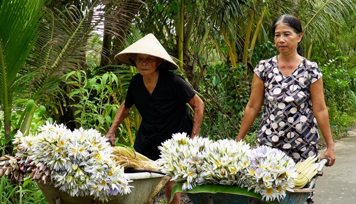 Về Cà Mau mùa nước ngập đồng, thu hoạch bông súng ma - Ảnh 6.