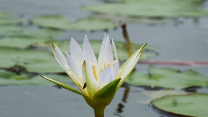 Mùa thu hoạch bông súng ma - Ảnh 2.