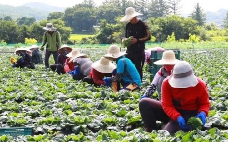 Đề nghị Công an Hà Nội xác minh công ty có dấu hiệu lừa đảo đưa lao động đi Hàn Quốc - Ảnh 1.