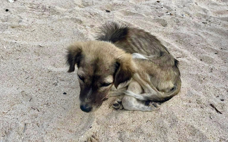 ‘Cô chó Vàng’ hướng dẫn viên đặc biệt ở Mũi Điện, Phú Yên cũ - Ảnh 3.