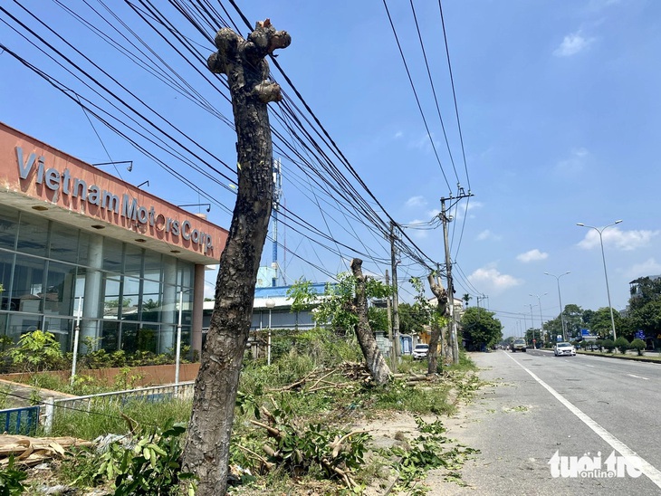 Cắt cây xanh trụi lá trên quốc lộ 1 qua Đà Nẵng - Ảnh 1.