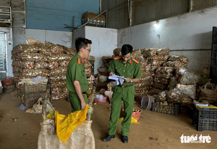 Trung tâm làm giả khoai tây Đà Lạt nằm ở đâu? - Ảnh 1.