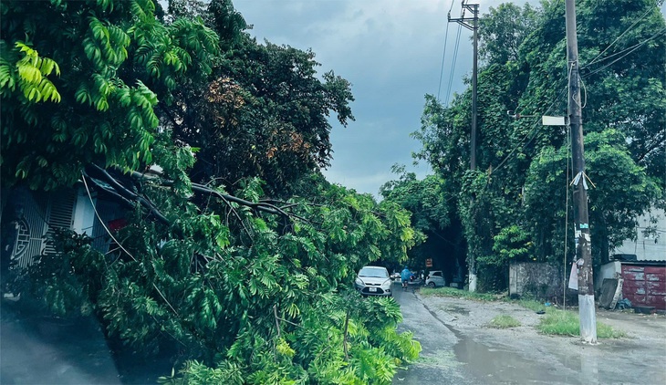 Bão chưa vào đất liền, nhiều cây xanh ở Thanh Hóa đã gãy đổ - Ảnh 5.