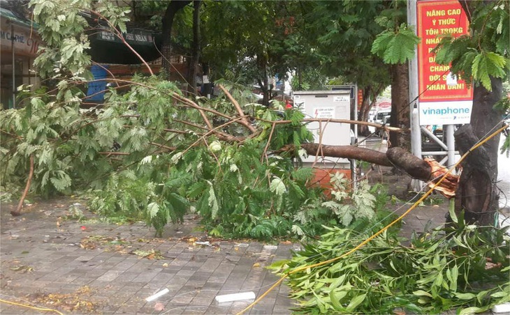 Bão chưa vào đất liền, nhiều cây xanh ở Thanh Hóa đã gãy đổ - Ảnh 8.