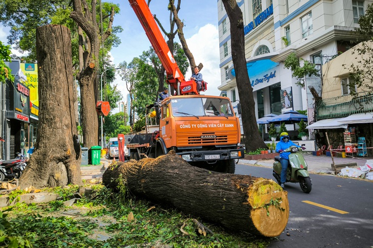 Đốn hàng loạt cây xanh ở TP.HCM vì lo ảnh hưởng bởi bão Yagi - Ảnh 2.