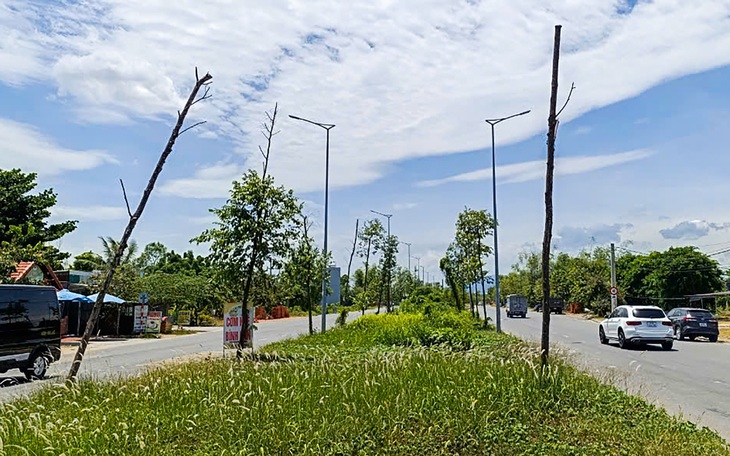 Loạt cây chết khô trên đường vành đai ngàn tỉ, trách nhiệm của ai? - Ảnh 9.