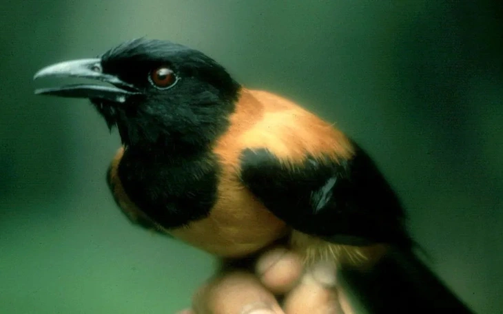 Vì sao có loài chim có thể 'nói' tiếng người? - Ảnh 4.