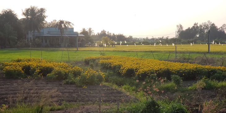 Nhớ tôi với bà kéo ống, lấy từng thùng nước tưới từng luống hoa chờ Tết - Ảnh 1.