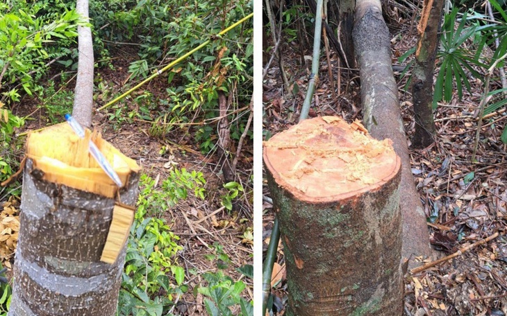 Hai anh em bị phạt hơn 146 triệu đồng vì phá hơn 4.200m2 rừng - Ảnh 5.