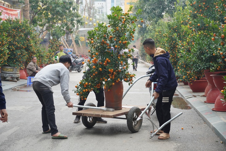 Đào huyền 2 triệu/cành, quất Tứ Liên giá mềm chờ khách - Ảnh 2.